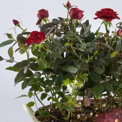 planted, mini rose, tub, gift, www.thegravesendflorist.co.uk